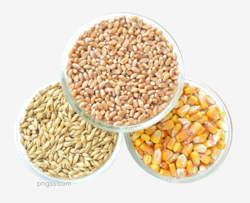 金色豐收 甜蜜玉米的視覺之美