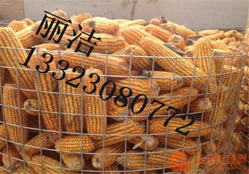 東北圈玉米網 提升糧食存儲效率的創新選擇