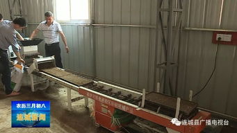 連城 推廣水稻工廠化機(jī)插育秧，提升糧食生產(chǎn)機(jī)械化水平